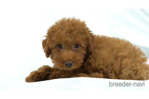 成約済の東京都のトイプードル-154161